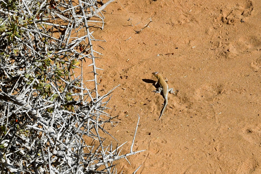 Eidechse im Sand neben Stachelstrauch