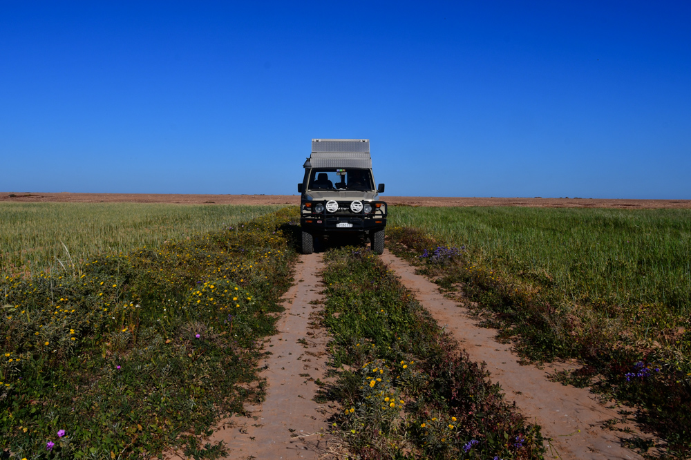 Gruenes bluehendes Feld Fahrspur Manny