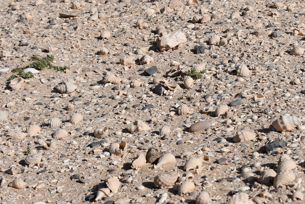 Muscheln Schneckenhaueser weisser Boden