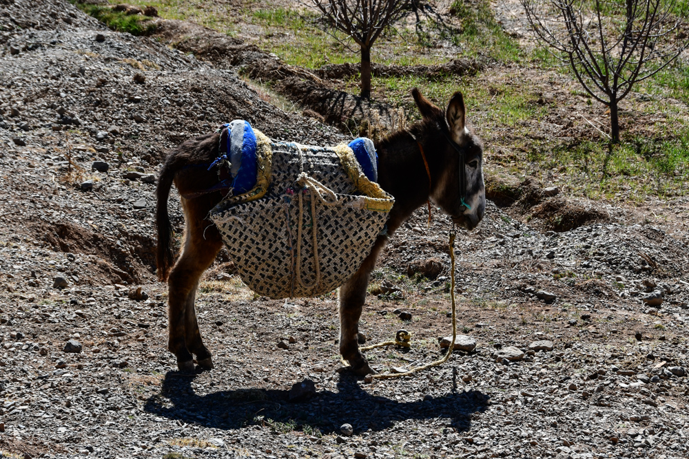 Esel mit Packtaschen im Feld