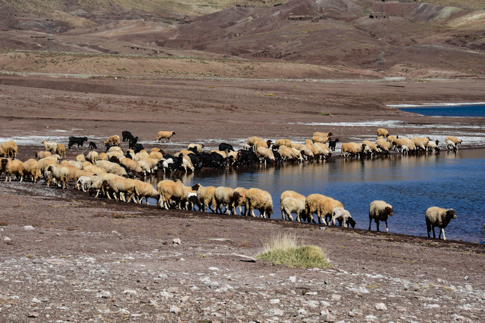 Lac d isli Schafherde trinkt aus See