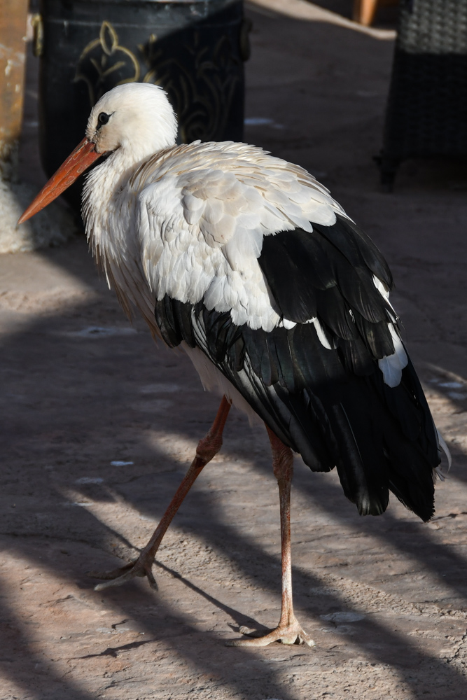 Storch auf dem Camping