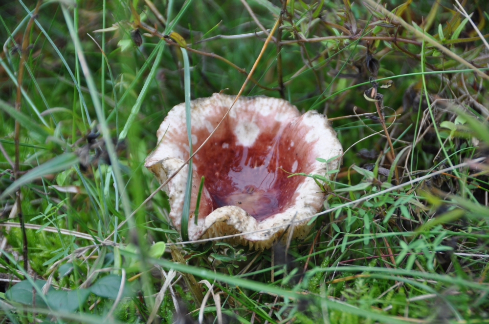 Pilz im Wald