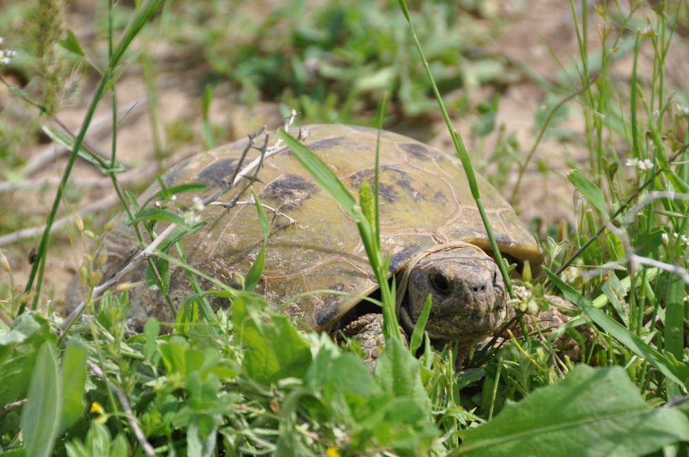 Schildkröte im Gras