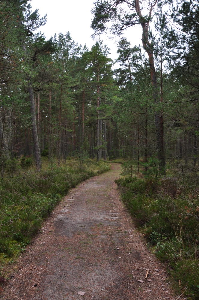 Wald in Lettland