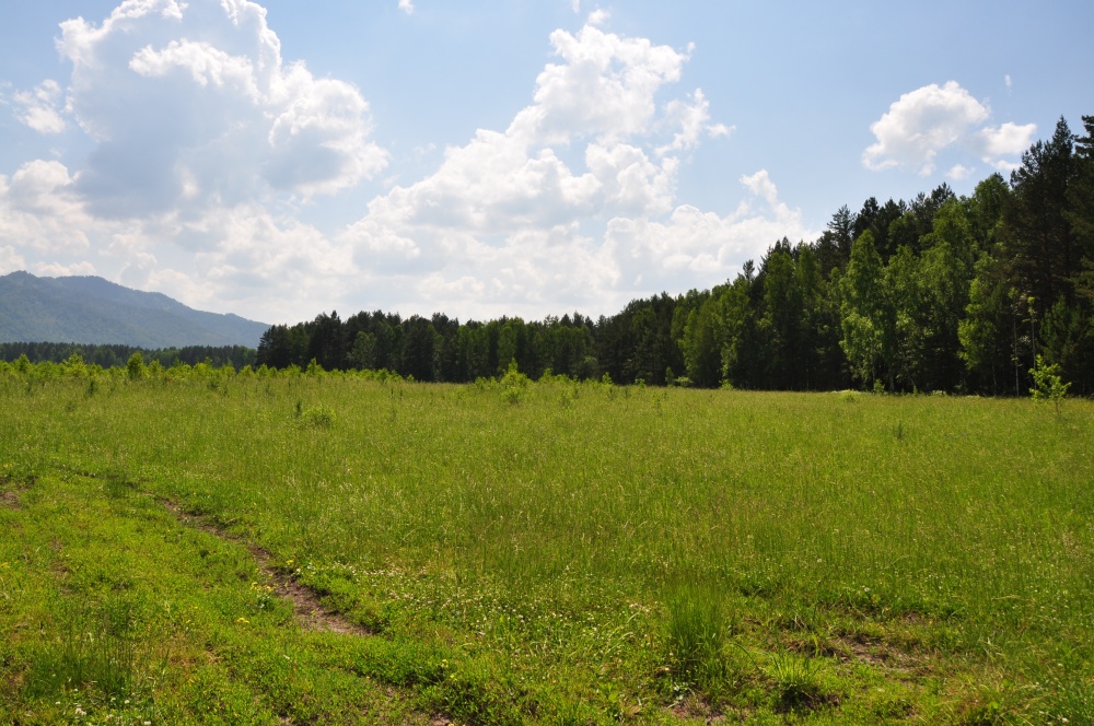 Wiese, Wald im Altai