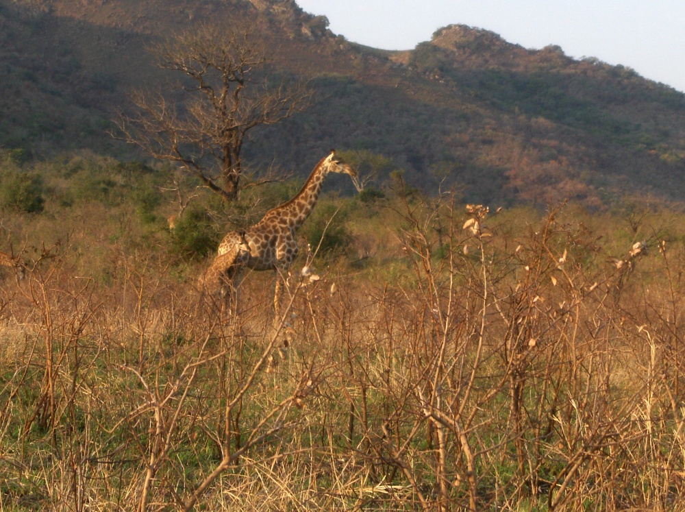 Giraffenmutter mit Jungem