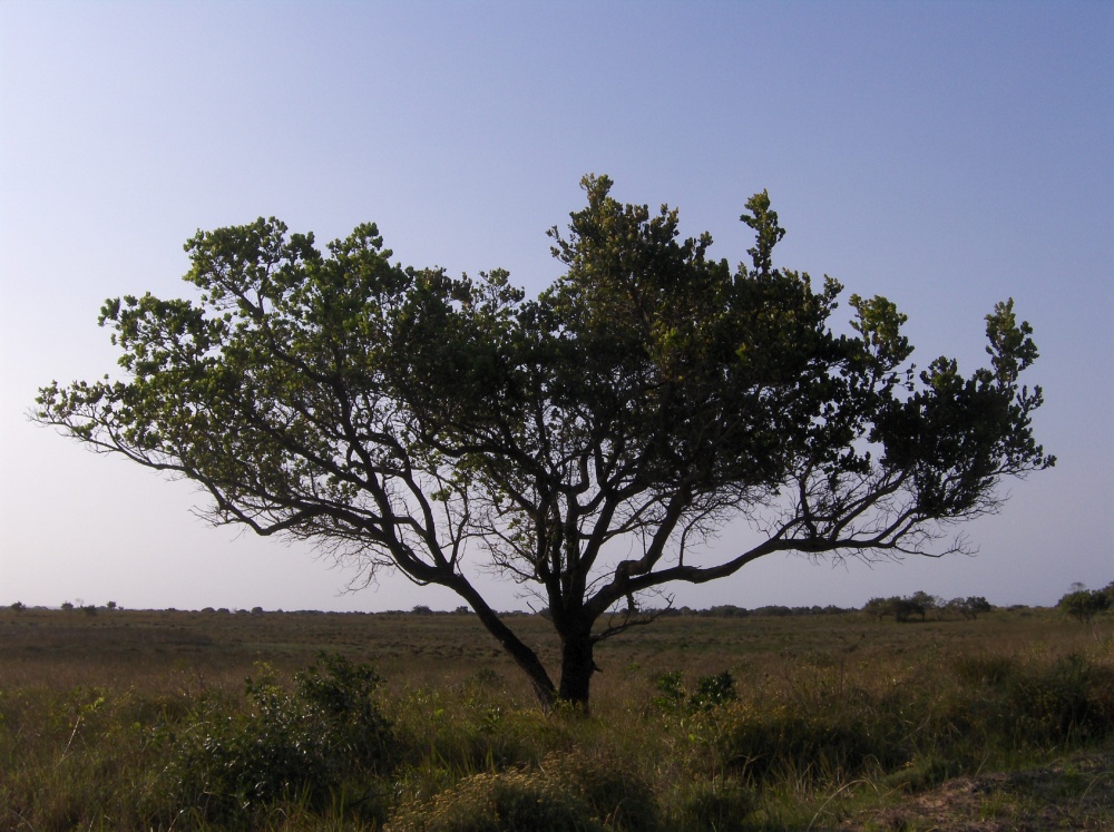 Hluhluwe-iMfolozi Nationalpark