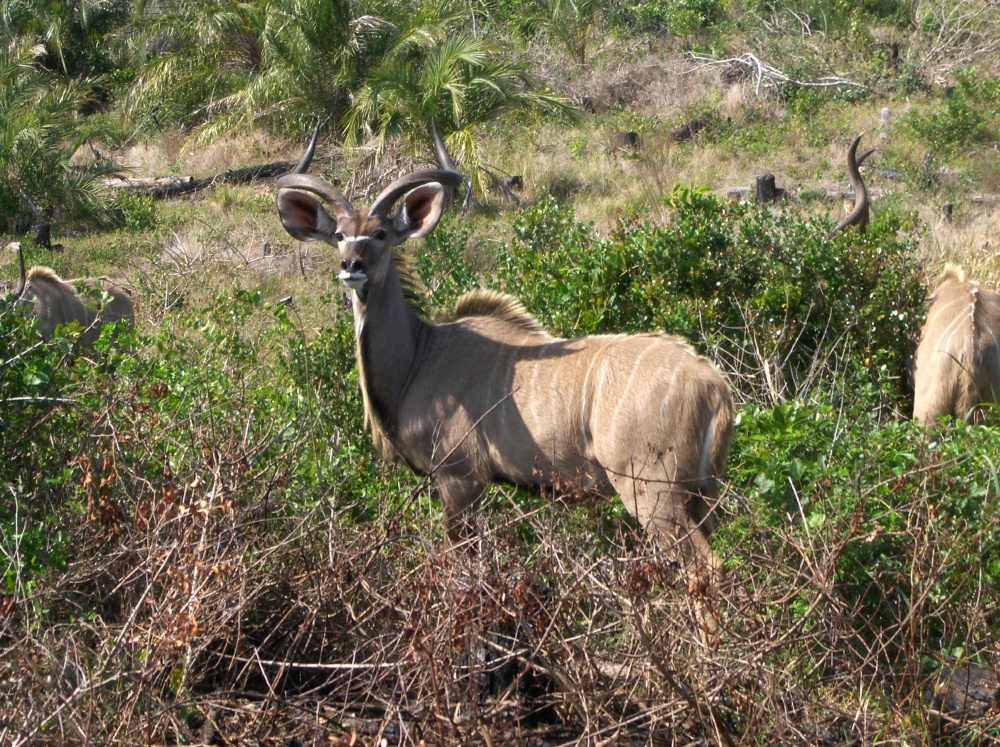 Kudus im Dickicht