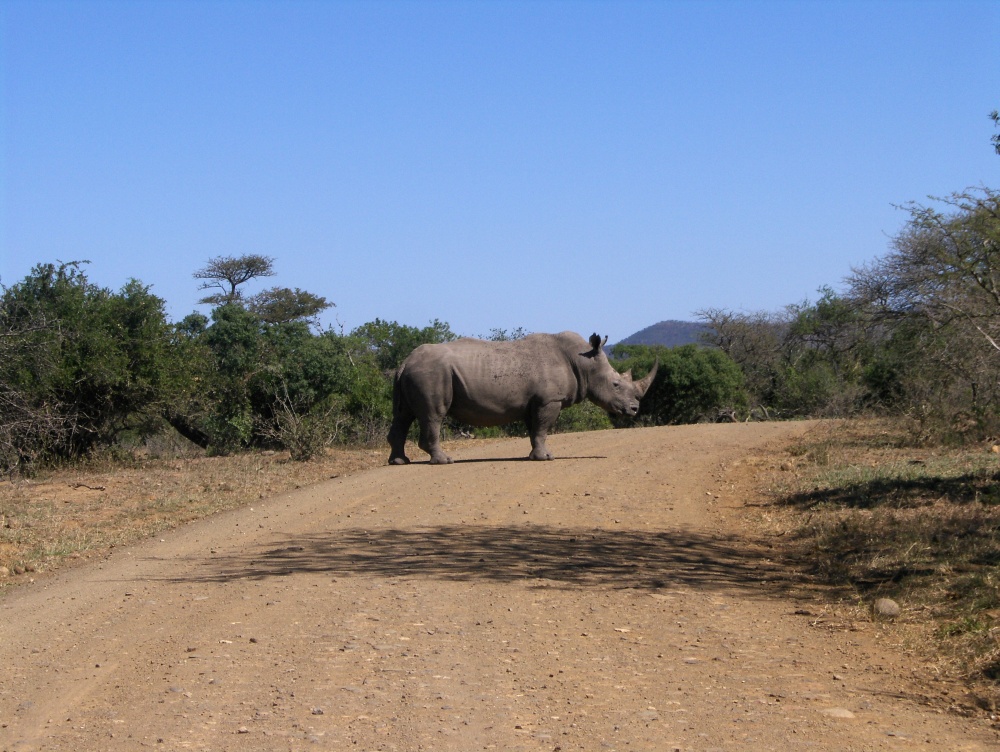 Nashorn auf der Piste