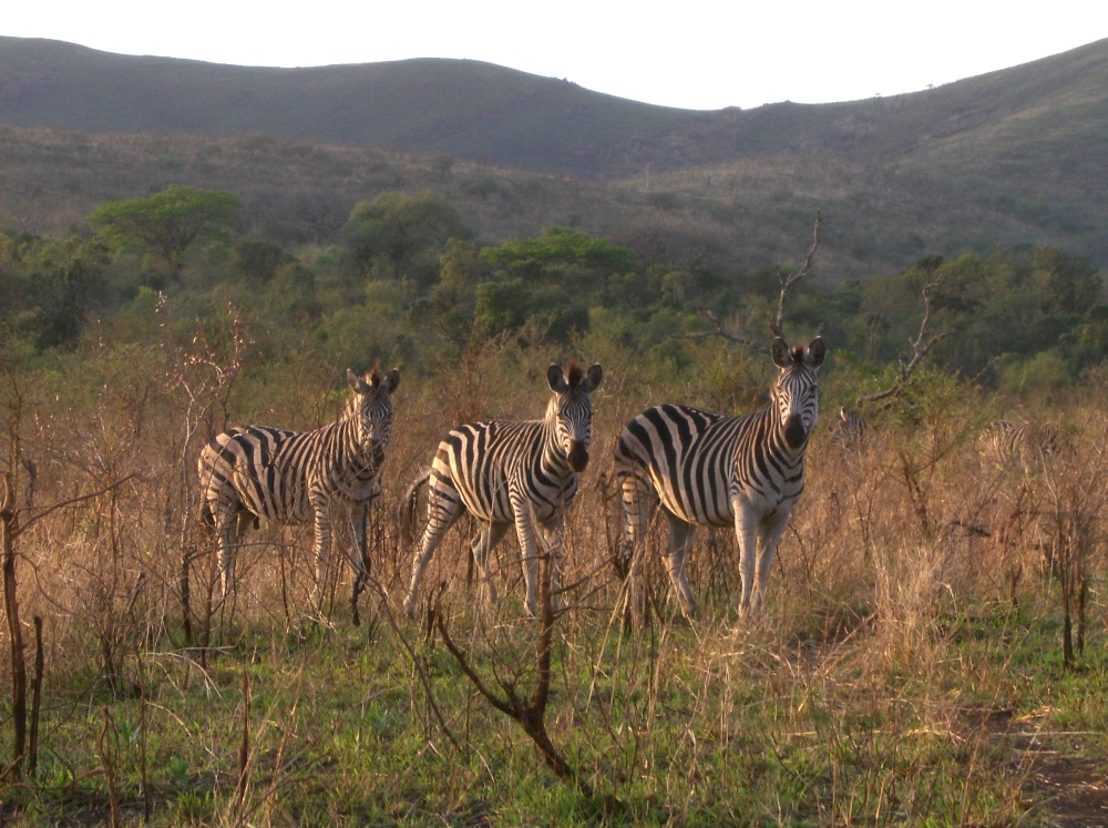 Zebrafamilie