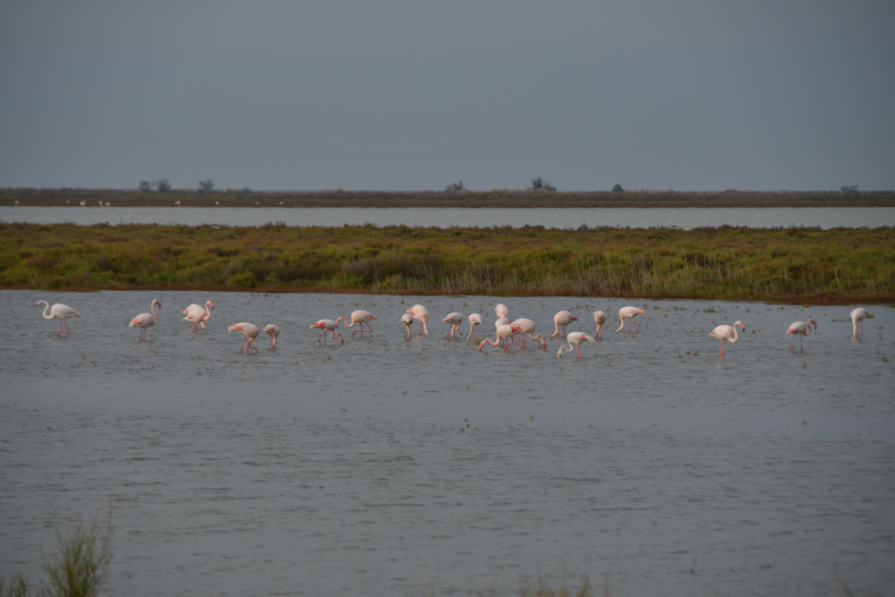 Flamingos Salinen Camarque