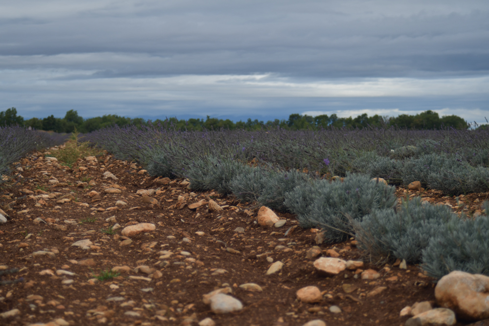 Lavendelplantage Regenstimmung Provence