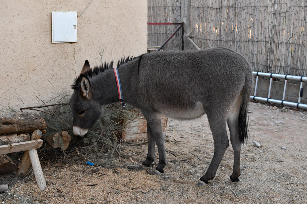 Esel frisst Camping Boudnib