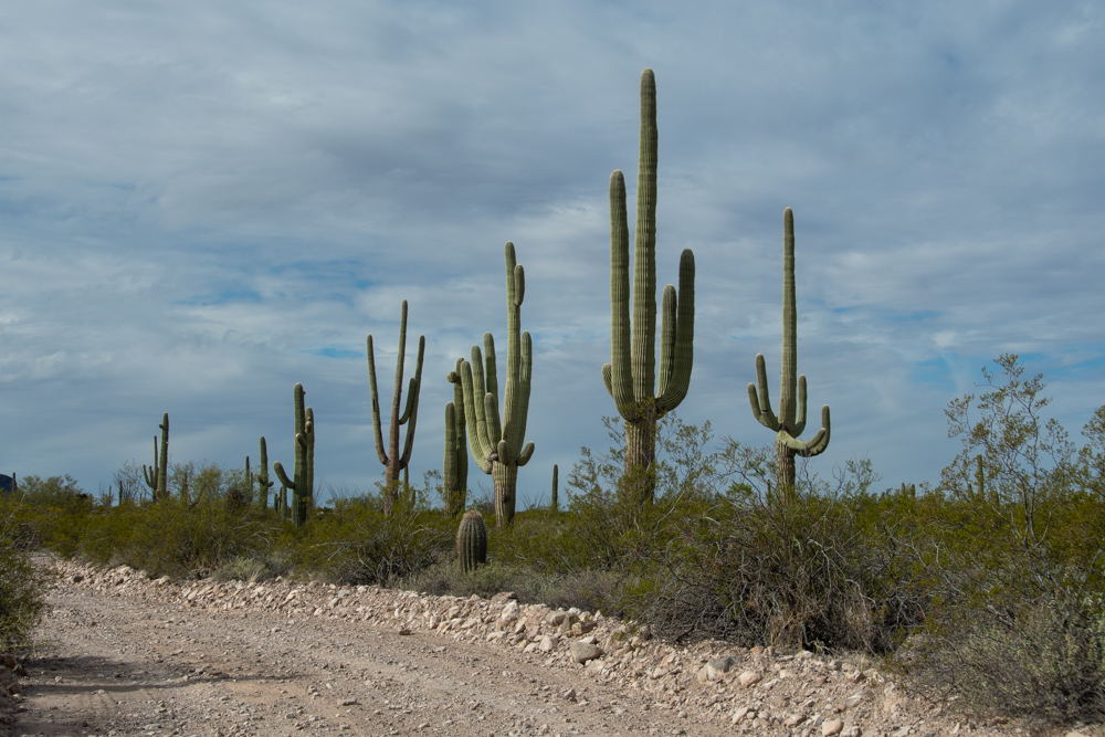 Wusten Und Kakteen In Nevada Und Arizona The Roadhitters